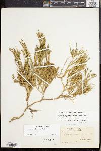 Lycopodium sabinifolium image