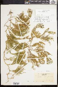 Lycopodium sabinifolium image