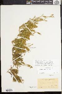 Lycopodium sabinifolium image