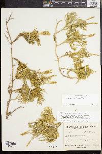 Lycopodium sabinifolium image