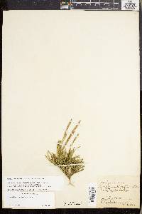 Lycopodium sabinifolium image