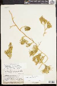 Lycopodium sabinifolium image