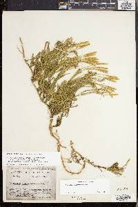Lycopodium sabinifolium image