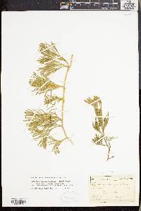 Lycopodium sabinifolium image