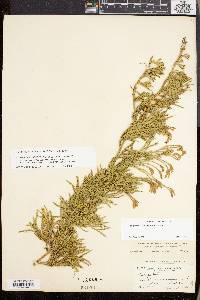 Lycopodium sabinifolium image