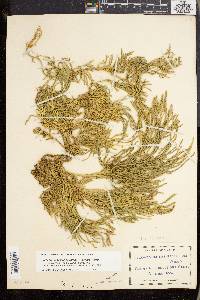 Lycopodium sabinifolium image
