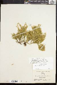 Lycopodium sabinifolium image