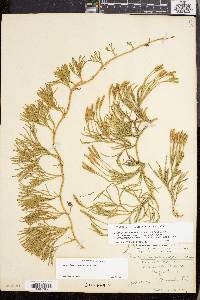 Lycopodium sabinifolium image