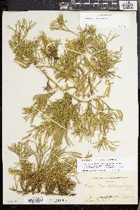 Lycopodium sabinifolium image