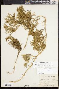 Lycopodium sabinifolium image