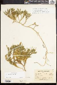 Lycopodium sabinifolium image