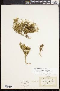 Lycopodium sabinifolium image