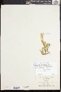 Lycopodium sabinifolium image