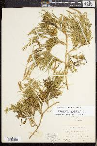 Lycopodium sabinifolium image