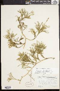 Lycopodium sabinifolium image