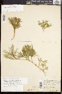 Lycopodium sabinifolium image