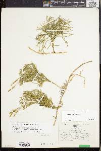 Lycopodium sabinifolium image