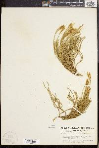 Lycopodium sabinifolium var. sitchense image