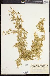 Lycopodium sabinifolium var. sitchense image