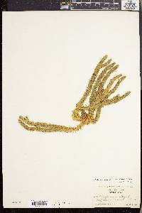 Lycopodium selago var. patens image