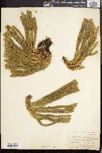 Lycopodium selago var. patens image