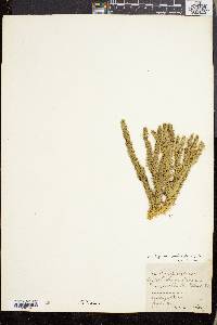 Lycopodium selago var. patens image