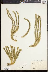 Lycopodium selago var. patens image