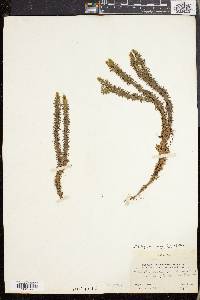 Lycopodium selago var. patens image