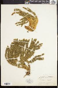 Lycopodium selago image