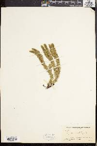 Lycopodium selago var. patens image
