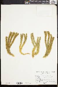 Lycopodium selago image