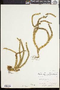 Lycopodium selago var. patens image