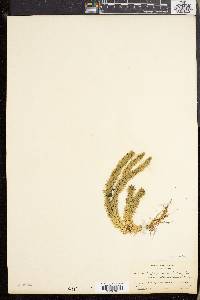 Lycopodium selago image