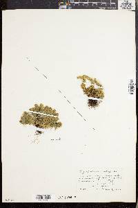 Lycopodium selago image