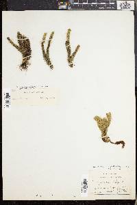Lycopodium selago image