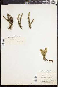 Lycopodium selago var. patens image