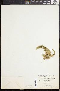 Lycopodium selago var. patens image