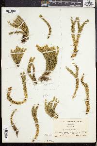 Lycopodium selago image