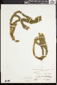 Lycopodium selago var. patens image