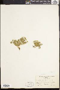 Lycopodium selago image