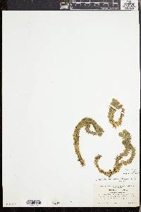 Lycopodium selago var. patens image