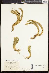 Lycopodium selago image