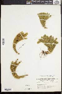 Lycopodium selago image