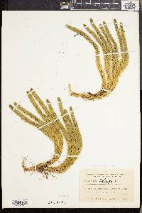 Lycopodium selago image