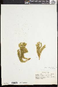 Lycopodium selago var. patens image