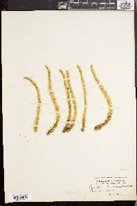 Lycopodium selago image