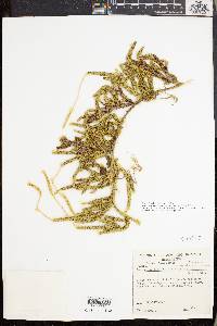 Lycopodium lagopus image
