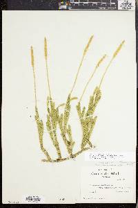 Lycopodium lagopus image
