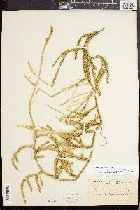 Lycopodium lagopus image