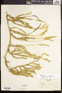 Lycopodium lagopus image